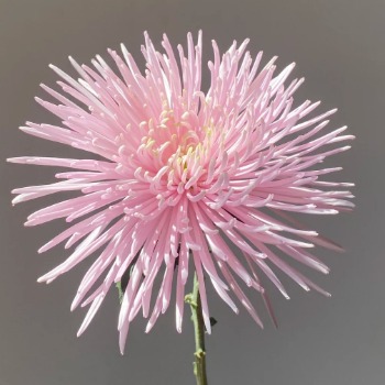Ollie Pink Spider Mum / Quill Chrysanthemum · Pink & Blush