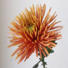 Orange Spider Mum / Anastasia Chrysanthemum · Orange & Coral