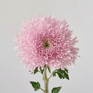 Pink Cushion / Bread Disbud Chrysanthemum · Pink & Blush