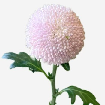 Pink Ping Pong Mum · Pink & Blush