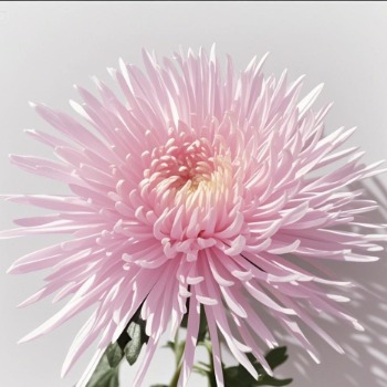 Pink Spider Mum / Anastasia Chrysanthemum · Pink & Blush