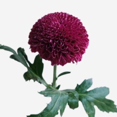 Purple Ping Pong Mum / Pompon Chrysanthemum · Purple & Lavender