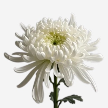 Standard White Disbud Chrysanthemum · White & Cream