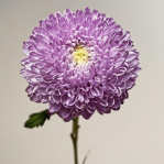 Taro Lilac Peony-Style Disbud Mum · Purple & Lavender