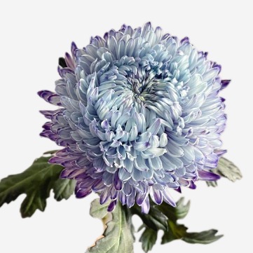 Toyoshima Grape-Purple Peony Disbud Mum · Purple & Lavender