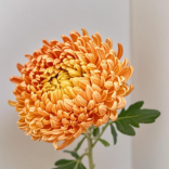 Toyoshima Orange Peony Disbud Mum · Orange & Coral