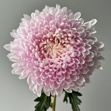 Toyoshima Pink Peony Disbud Mum · Pink & Blush