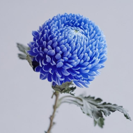 Toyoshima Royal Blue Peony Disbud Mum · Blue