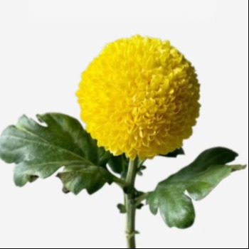 Yellow Ping Pong Mum · Yellow & Gold