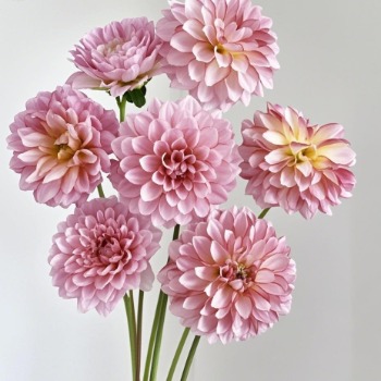 Angelina Pink Pastel Rose-Pink Dahlia · Pink & Blush