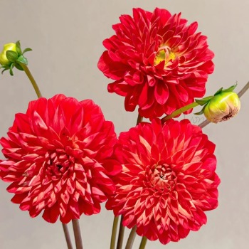 Asahi Fiery Crimson-Red Decorative Dahlia · Red
