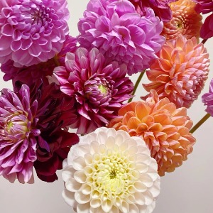 Assorted Multi-Color Cut Dahlia Mix · Bicolor & Multi-Color
