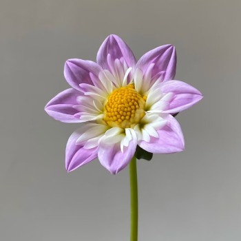 Audrey Lavender-Lilac & Cream Decorative Dahlia · Purple & Lavender