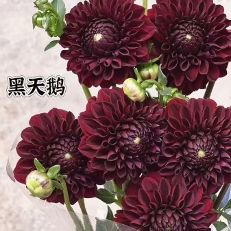 Black Swan Deep Velvet Maroon-Black Dahlia · Vintage Coffee, Terracotta & Dark