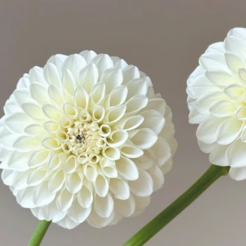 Boom Boom White Pure White Ball Dahlia · White & Cream
