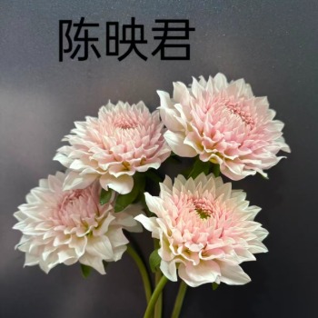 Chen Yingjun Creamy Blush-White Decorative Dahlia · White & Cream