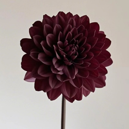 Chocolate Dark Cocoa-Burgundy Dahlia · Vintage Coffee, Terracotta & Dark