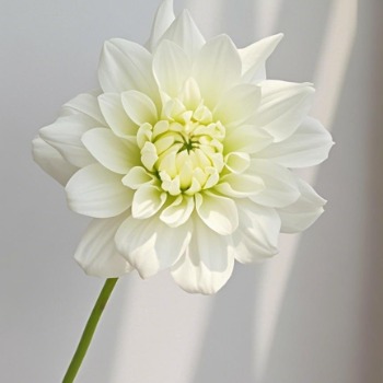 Classic Pure White Decorative Dahlia · White & Cream