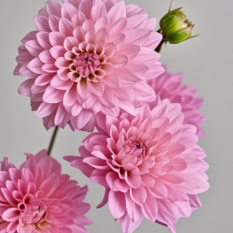 Classic Romantic Pink Decorative Dahlia · Pink & Blush