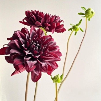 Cocoa Bean Vintage Mocha-Terracotta Dahlia · Vintage Coffee, Terracotta & Dark