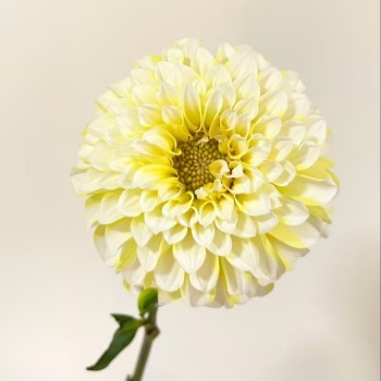 Firefly Soft Lemon-Yellow Ball Dahlia · Yellow & Gold