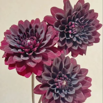 Karma Choc Darkest Black-Burgundy Dahlia · Vintage Coffee, Terracotta & Dark