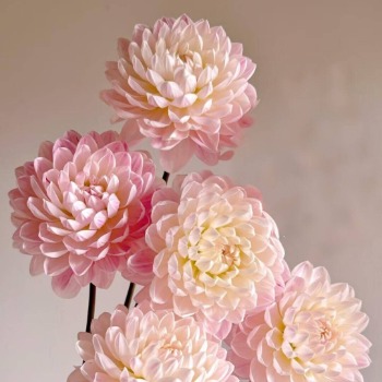 Kerguelen Dusty Coral-Pink Decorative Dahlia · Pink & Blush