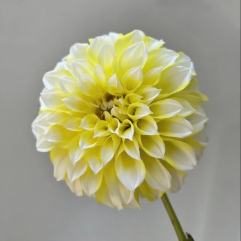 Lemon Peach Citrus Yellow-Blush Bicolor Dahlia · Yellow & Gold
