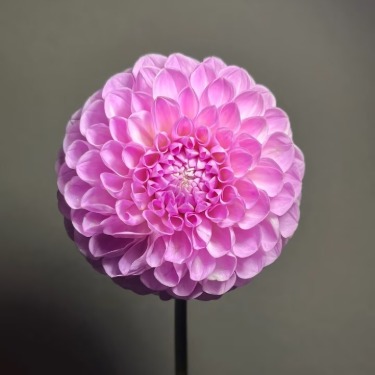 Megan Mauve-Lavender Ball Dahlia · Purple & Lavender