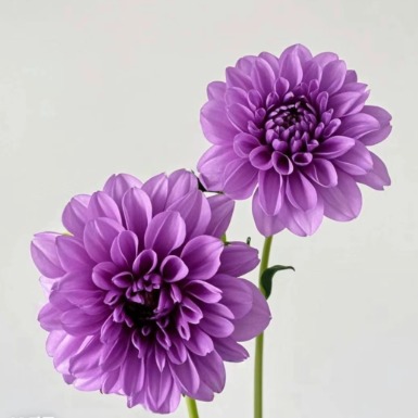 Moonstone Lavender-Purple Ball Dahlia · Purple & Lavender