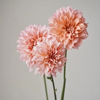 Peaches n Cream Blush-Peach Dahlia · Champagne, Peach & Apricot