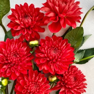 Pomegranate Red Ruby Crimson Ball Dahlia · Red