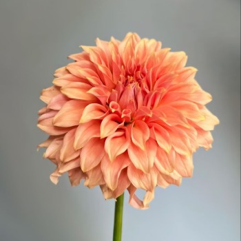 Rosendale Vibrant Tangerine-Orange Decorative Dahlia · Orange & Coral