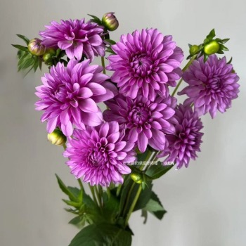 Royal Purple Decorative Dahlia · Purple & Lavender