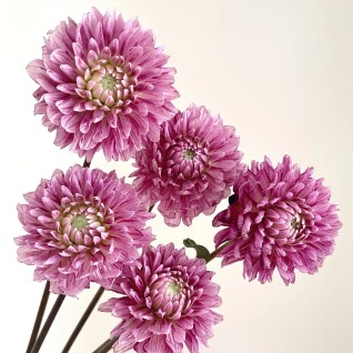 Strawberries & Cream Pink-White Bicolor Dahlia · Pink & Blush