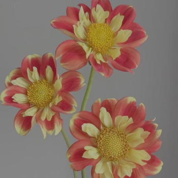 Swan Island Coral-Red & Gold Bicolor Dahlia · Orange & Coral