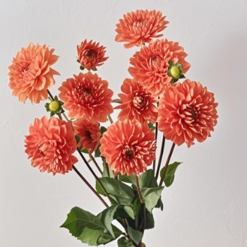 Vibrant Sunset Orange Decorative Dahlia · Orange & Coral