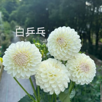 White Pompon Globular Ball Dahlia · White & Cream