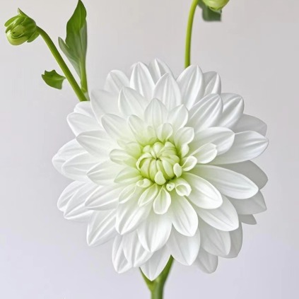 White Quartz Crystalline White Waterlily Dahlia · White & Cream