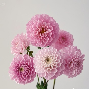 Wizard of Oz Blush-Pink & Green-Center Dahlia · Pink & Blush
