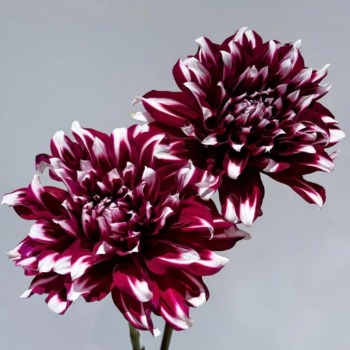 X-Factor Burgundy-and-Blush Bicolor Dahlia · Bicolor & Multi-Color