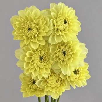 Yellow Peach Honey-Apricot Ball Dahlia · Yellow & Gold