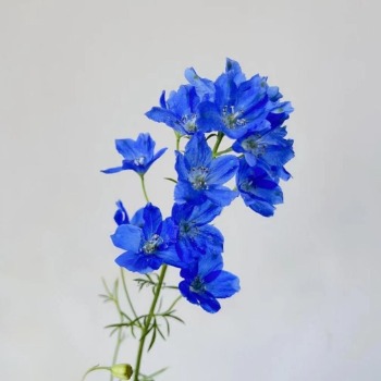 小飞燕·深蓝色 · 蓝色系