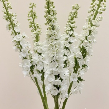 大飞燕·白色 · 白色与奶油系