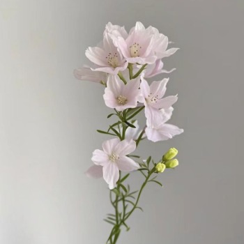 小飞燕·粉色 · 粉色系