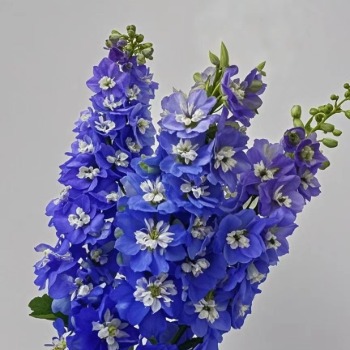 大飞燕·深蓝色 · 蓝色系