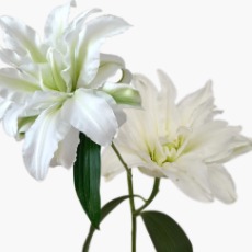Aisha White-Gold Striped Double Lily (2 buds/stem) · White & Cream
