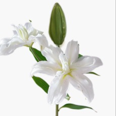 Aisha White-Gold Striped Double Lily (3 buds/stem) · White & Cream