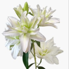 Aisha White-Gold Striped Double Lily - 4+ Buds / Multi-Bud · White & Cream