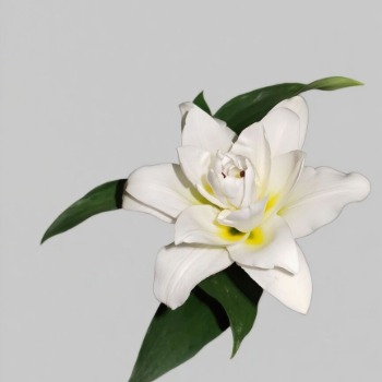 Blizzard Jumbo Pure White Double Lily (1 buds/stem) · White & Cream